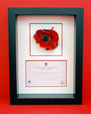 London Poppy in a black frame