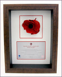 London poppy display frame in brown wood